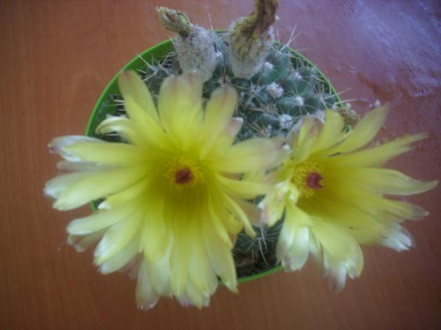 Name:  DSCI0444.jpg
Views: 937
Size:  28.3 KB