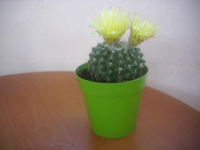 Name:  DSCI0445.jpg
Views: 943
Size:  17.9 KB