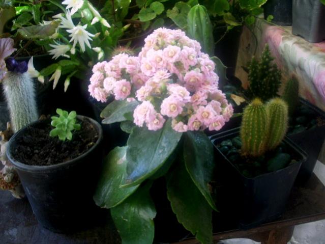 Name:  DSCI0404.jpg
Views: 739
Size:  43.7 KB