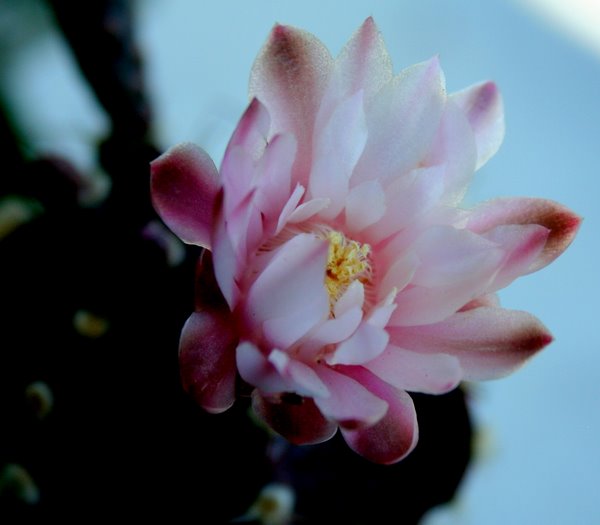 Name:  cicisonn 051.jpg
Views: 908
Size:  43.1 KB