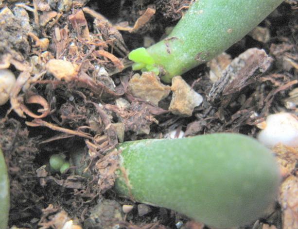 Name:  IMG_5274 1.jpg
Views: 2427
Size:  52.3 KB