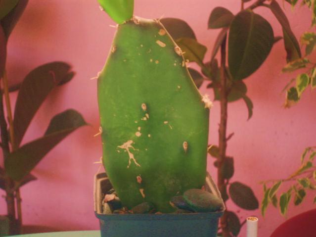 Name:  DSCI1021.jpg
Views: 727
Size:  28.5 KB