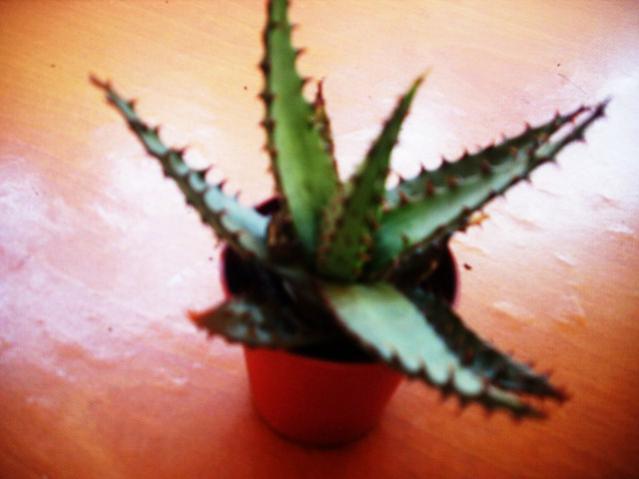 Name:  DSCI1041.jpg
Views: 677
Size:  28.8 KB