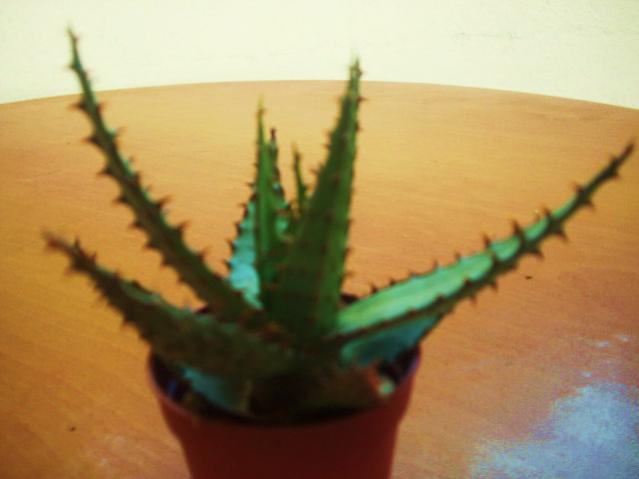 Name:  DSCI1017.jpg
Views: 810
Size:  24.6 KB