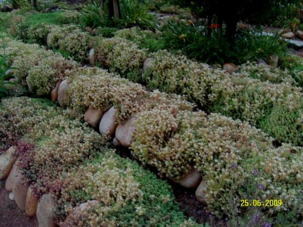 Name:  sedum hispanicum2.jpg
Views: 11390
Size:  64.7 KB