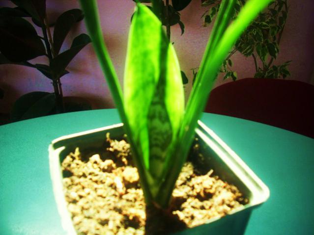 Name:  DSCI1013.jpg
Views: 2845
Size:  38.9 KB