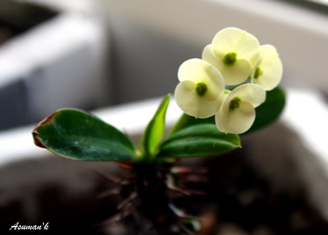Name:  yen 033-1.jpg
Views: 811
Size:  44.2 KB
