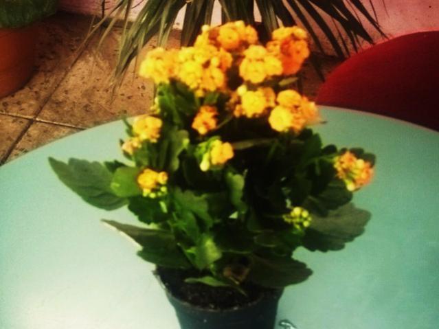 Name:  DSCI1357.jpg
Views: 2941
Size:  35.8 KB
