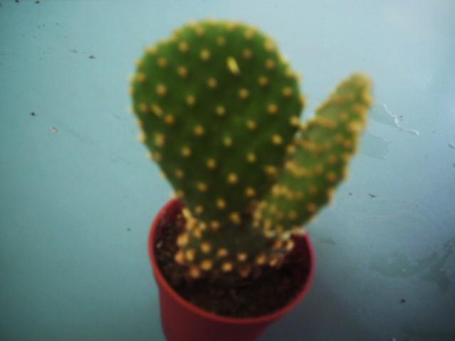 Name:  DSCI1033.jpg
Views: 2694
Size:  19.2 KB