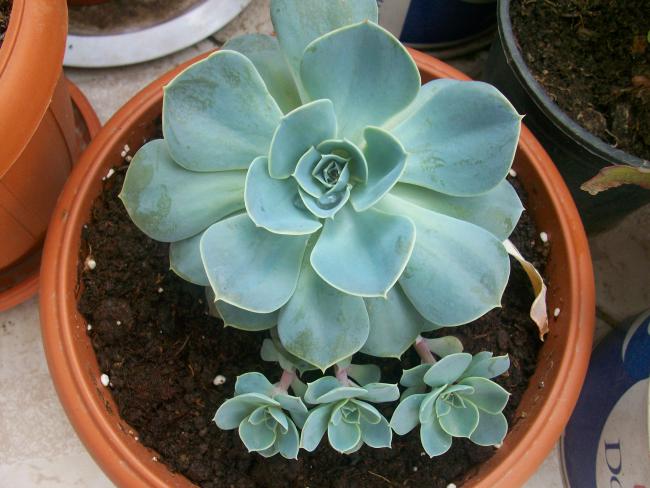 Name:  kaktslerim 014.jpg
Views: 1006
Size:  49.4 KB