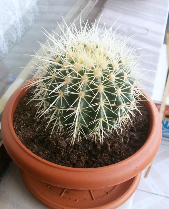 Name:  kaktslerim 026.jpg
Views: 1139
Size:  72.3 KB