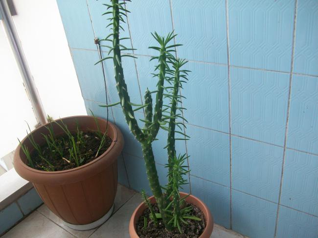 Name:  kaktslerim 029.jpg
Views: 1012
Size:  40.1 KB