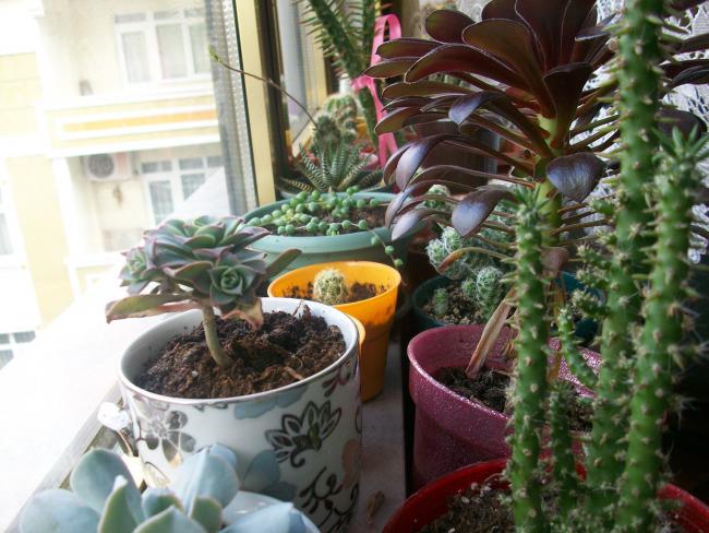 Name:  kaktslerim 059.jpg
Views: 606
Size:  58.2 KB