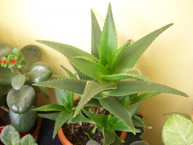 Name:  kaktslerim 065.jpg
Views: 618
Size:  37.7 KB