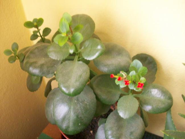 Name:  kaktslerim 066.jpg
Views: 568
Size:  31.4 KB