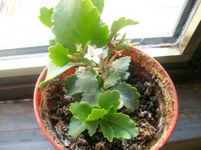 Name:  kaktslerim 067.jpg
Views: 592
Size:  51.9 KB