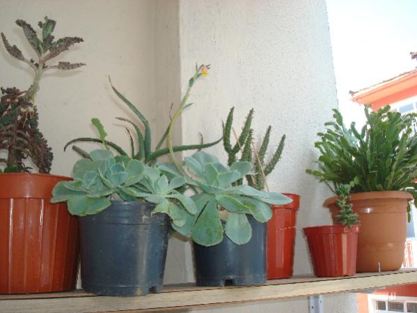 Name:  .DSC06906.jpg
Views: 546
Size:  37.7 KB
