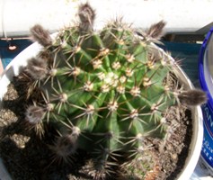 Name:  100_1308.JPG
Views: 2685
Size:  29.9 KB