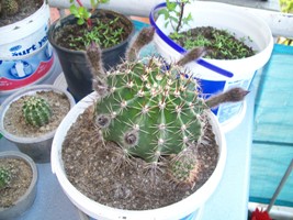 Name:  100_1326.JPG
Views: 2704
Size:  40.6 KB