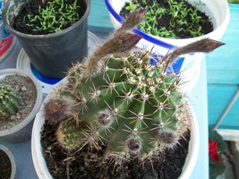 Name:  100_1330.JPG
Views: 2670
Size:  45.1 KB