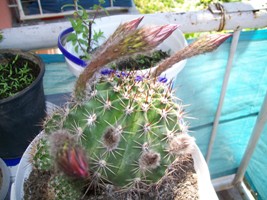 Name:  100_1338.JPG
Views: 2628
Size:  39.8 KB