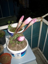 Name:  100_1353.JPG
Views: 2616
Size:  34.4 KB