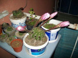 Name:  100_1356.JPG
Views: 2563
Size:  39.4 KB