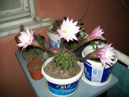 Name:  100_1362.JPG
Views: 2631
Size:  38.3 KB