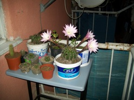 Name:  100_1367.JPG
Views: 2722
Size:  37.2 KB