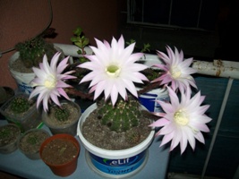Name:  100_1372.JPG
Views: 2645
Size:  40.7 KB