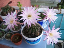 Name:  100_1373.JPG
Views: 2691
Size:  40.6 KB