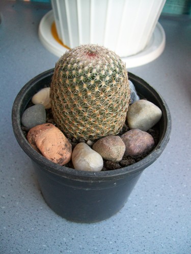 Name:  Mammillaria deherdtiana.jpg
Views: 2589
Size:  67.2 KB