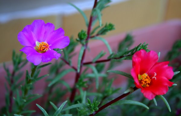 Name:  YENNN 028.jpg
Views: 613
Size:  47.1 KB