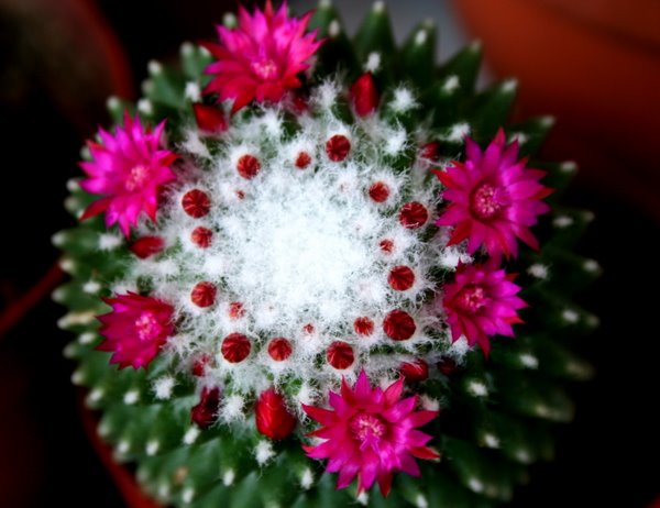 Name:  tutulma gn. ) 003.jpg
Views: 14162
Size:  65.5 KB