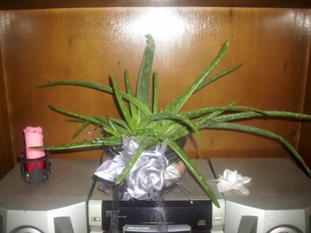Name:  DSCI0778.jpg
Views: 2621
Size:  37.1 KB