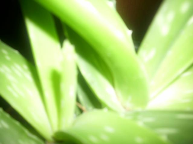 Name:  DSCI0780.jpg
Views: 2616
Size:  21.0 KB