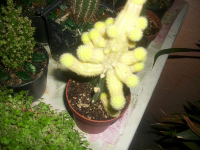 Name:  DSCI0788.jpg
Views: 2612
Size:  41.2 KB