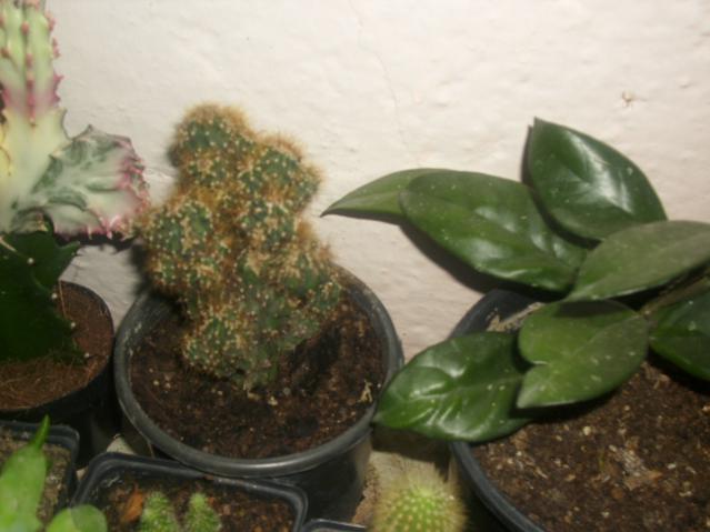 Name:  DSCI0823.jpg
Views: 537
Size:  36.0 KB