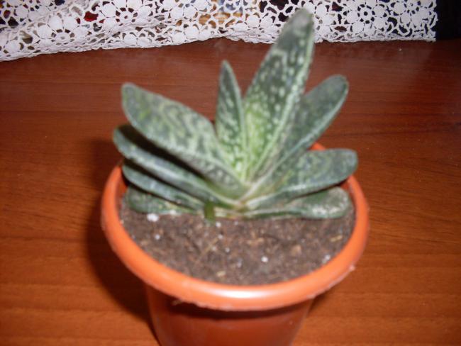 Name:  SDC10974.jpg
Views: 524
Size:  40.0 KB