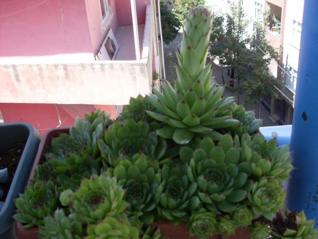 Name:  SDC10979.jpg
Views: 541
Size:  45.7 KB