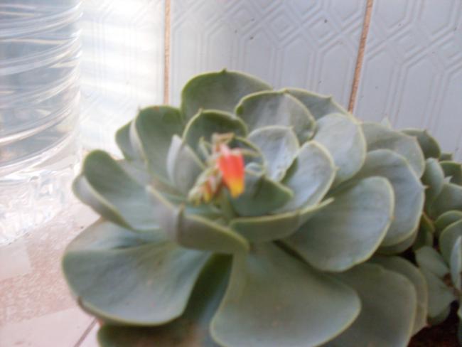 Name:  SDC11002.jpg
Views: 515
Size:  27.2 KB
