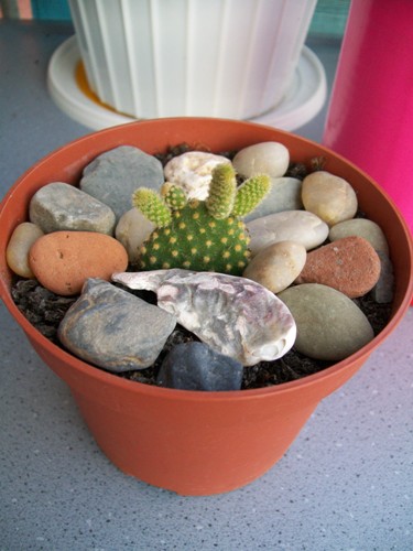 Name:  Opuntia.jpg
Views: 3011
Size:  65.1 KB