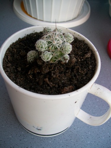 Name:  Mammillaria Gracilis.jpg
Views: 3323
Size:  61.4 KB