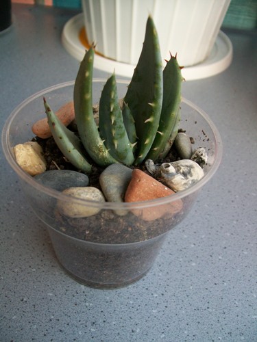 Name:  Aloe aculeata.jpg
Views: 3160
Size:  64.6 KB