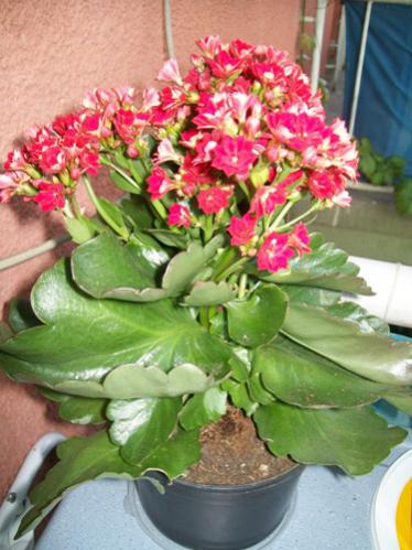 Name:  100_1680.jpg
Views: 4260
Size:  38.2 KB