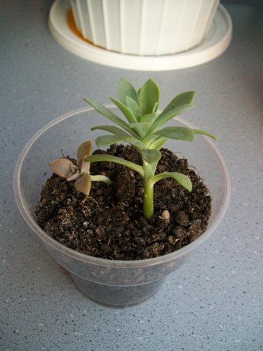 Name:  Sedum palmeri.jpg
Views: 2874
Size:  63.8 KB
