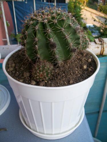 Name:  Echinopsis Oxygena.jpg
Views: 2745
Size:  30.2 KB