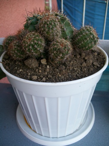 Name:  Echinopsis Oxygena2.jpg
Views: 3176
Size:  65.5 KB