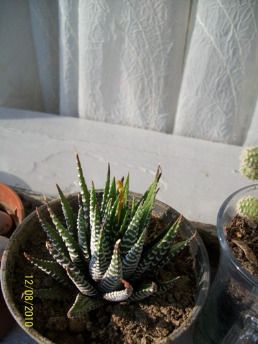 Name:  haworthia tomurcuk2.jpg
Views: 873
Size:  68.4 KB