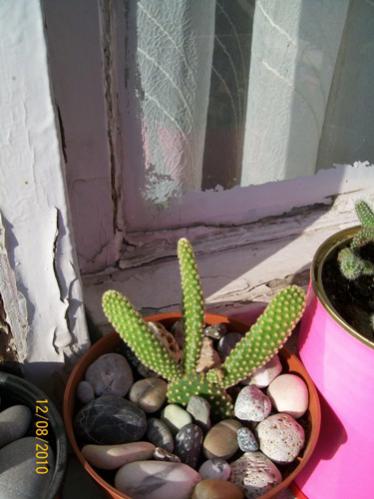 Name:  opuntia bym.jpg
Views: 1041
Size:  29.9 KB